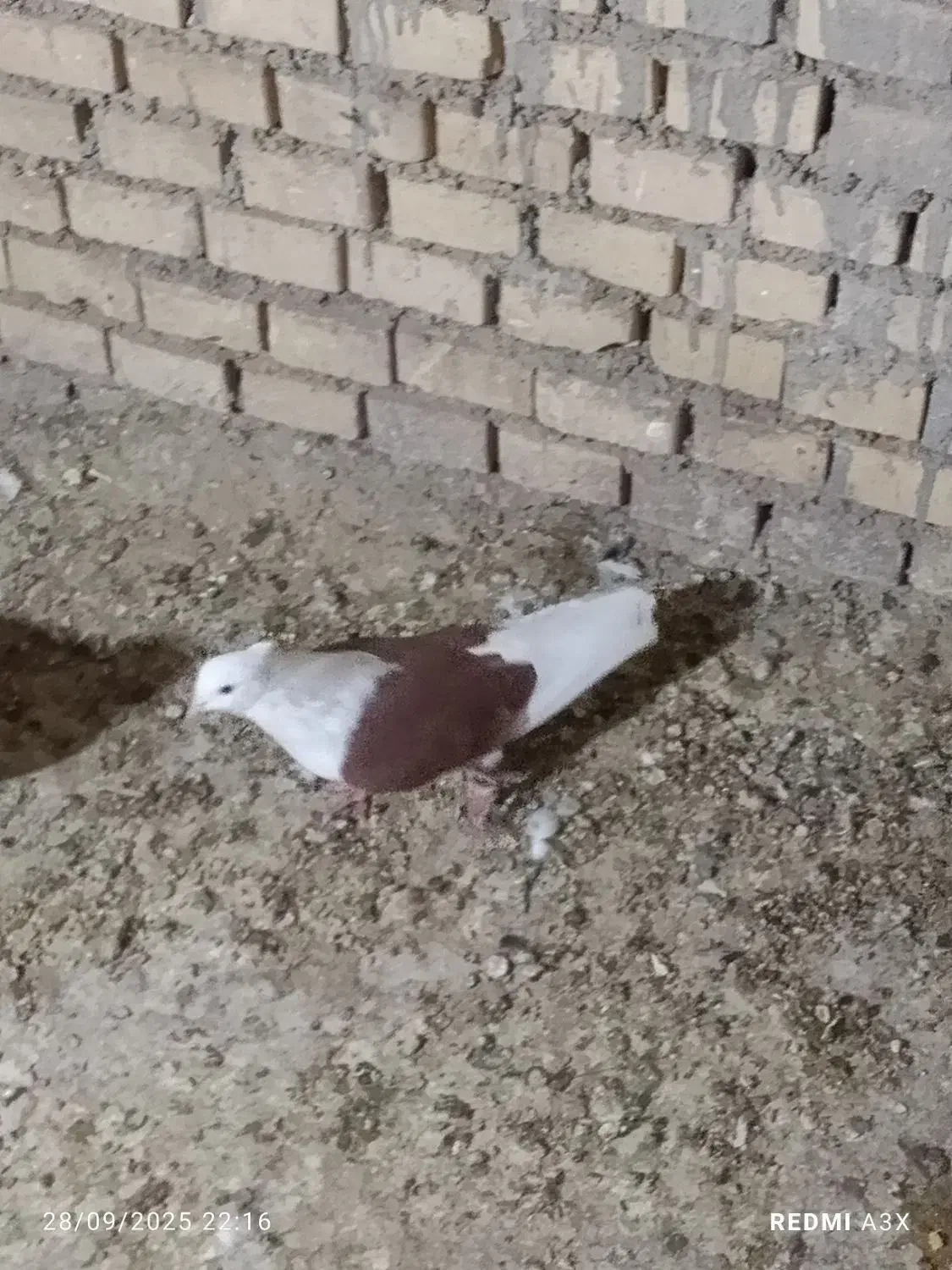 سوسنگردروستای مرعی|پرنده|سوسنگرد, |دیوار