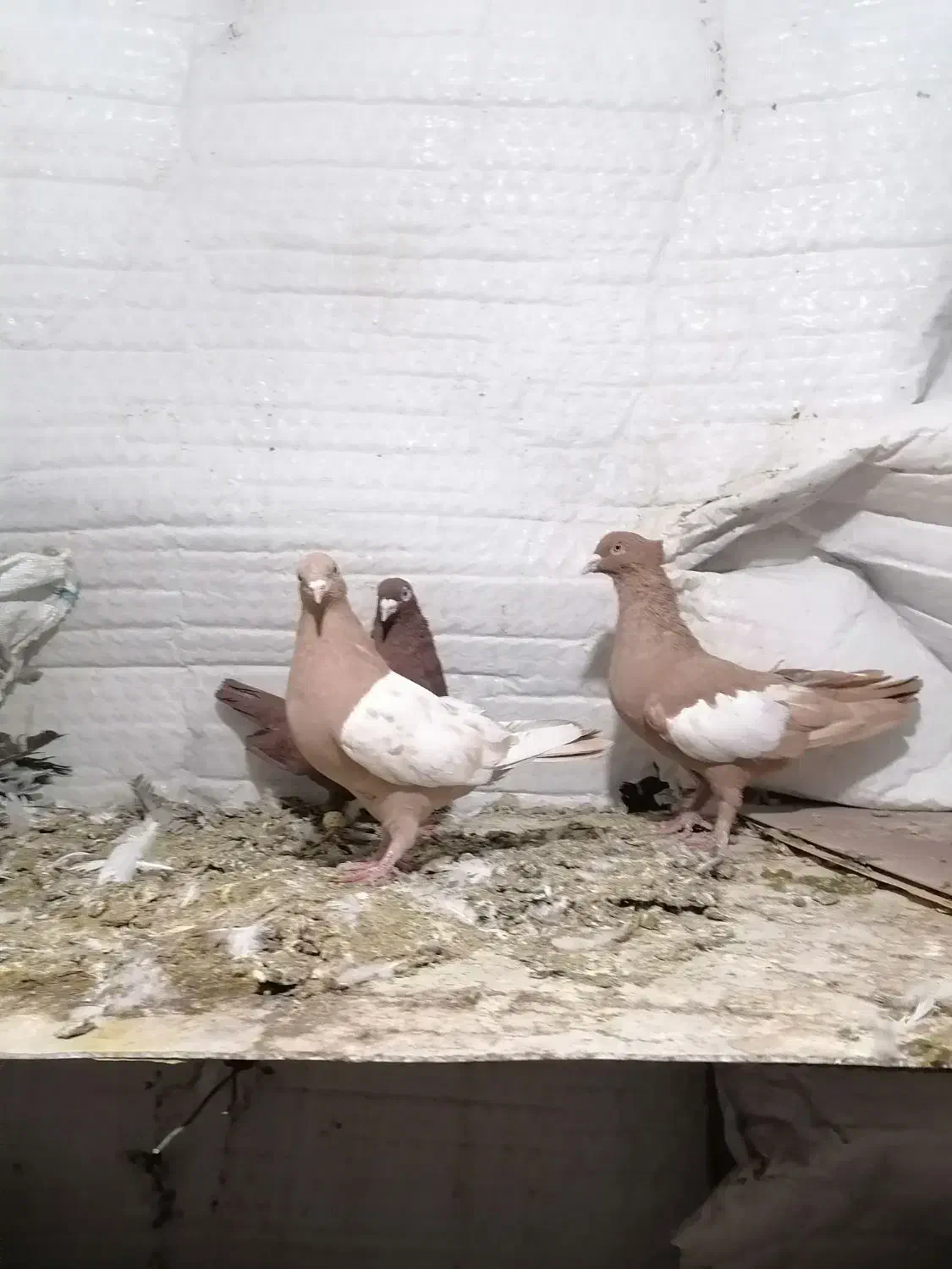 کبوتر سرک|پرنده|شیراز, عادل آباد|دیوار