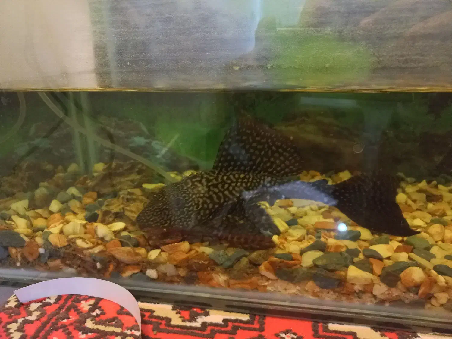 گربه ماهی کت اسپرت ۲۵ سانت|ماهی|مشهد, ایثار|دیوار