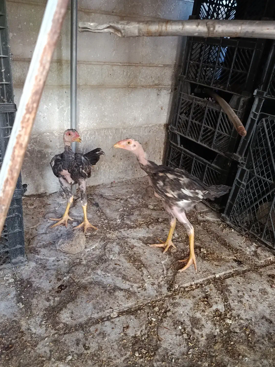 جوجه لاری|حیوانات مزرعه|شیراز, محراب|دیوار