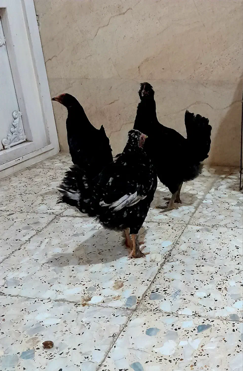 گل ۴عدد هستن دونه‌ای‌‌۴۰۰|حراج|ایذه, |دیوار