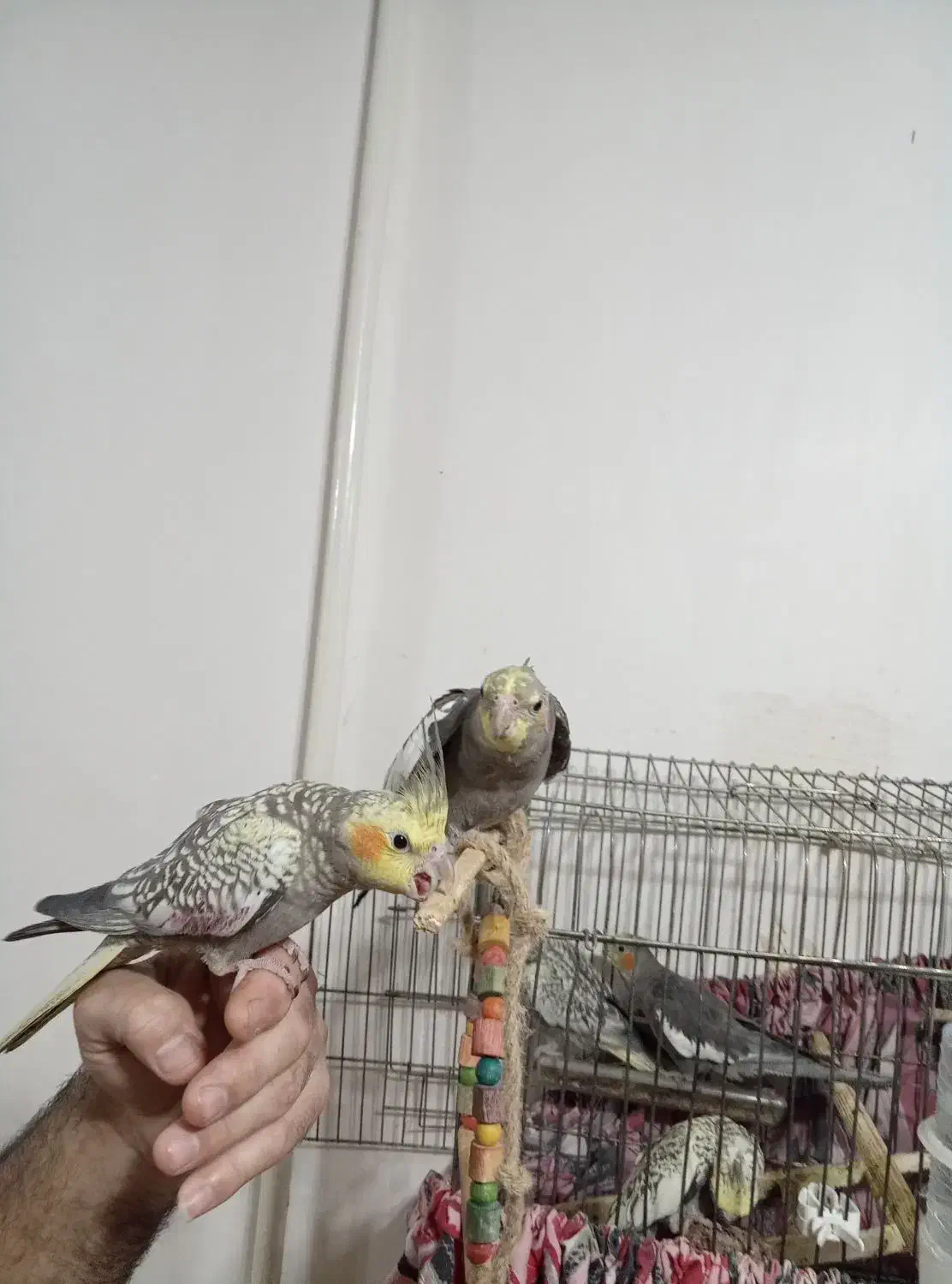 عروس هلندی دستی|پرنده|اندیمشک, |دیوار