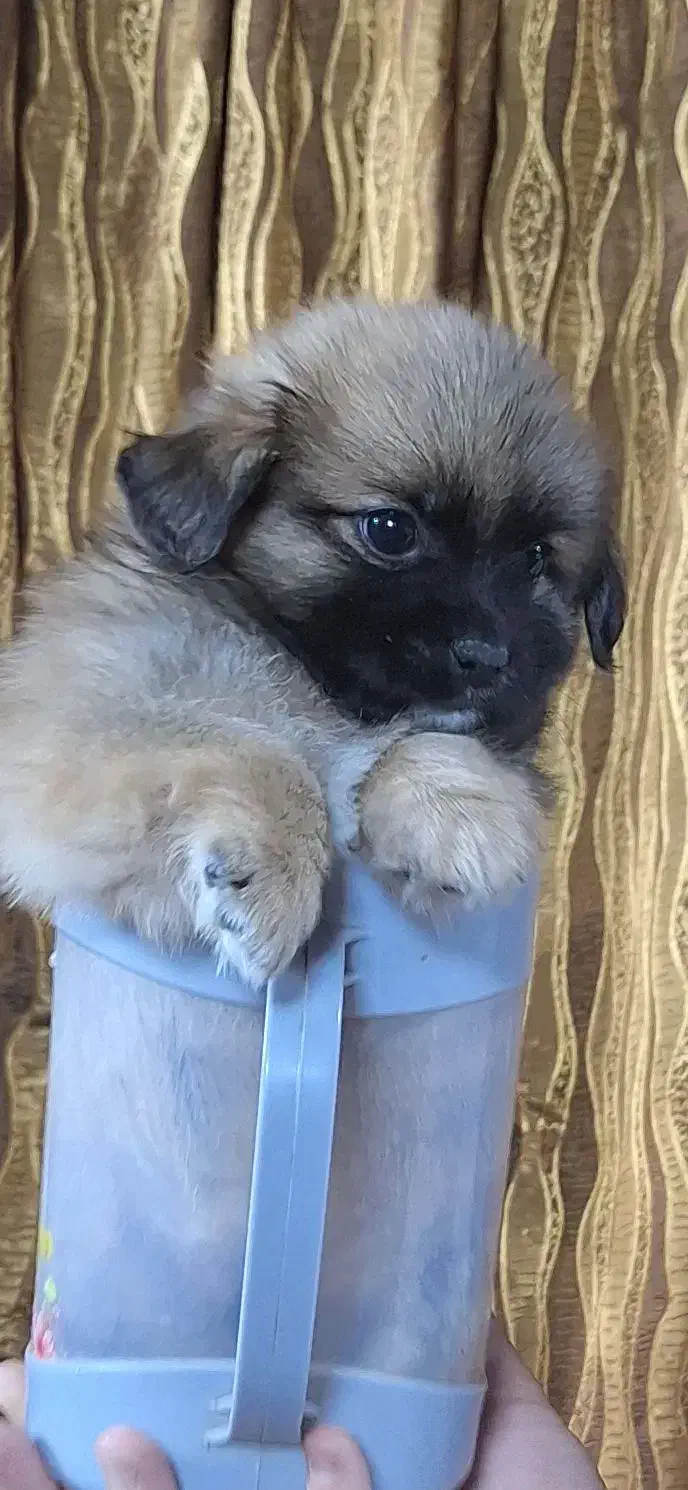 مادر و توله میکس شیتزو فلت و پامر روباهی اصیل|سگ|مشهد, کلاکوب|دیوار