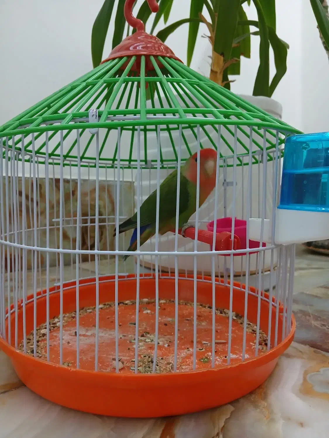 طوطی کوتوله|پرنده|کرمان, |دیوار