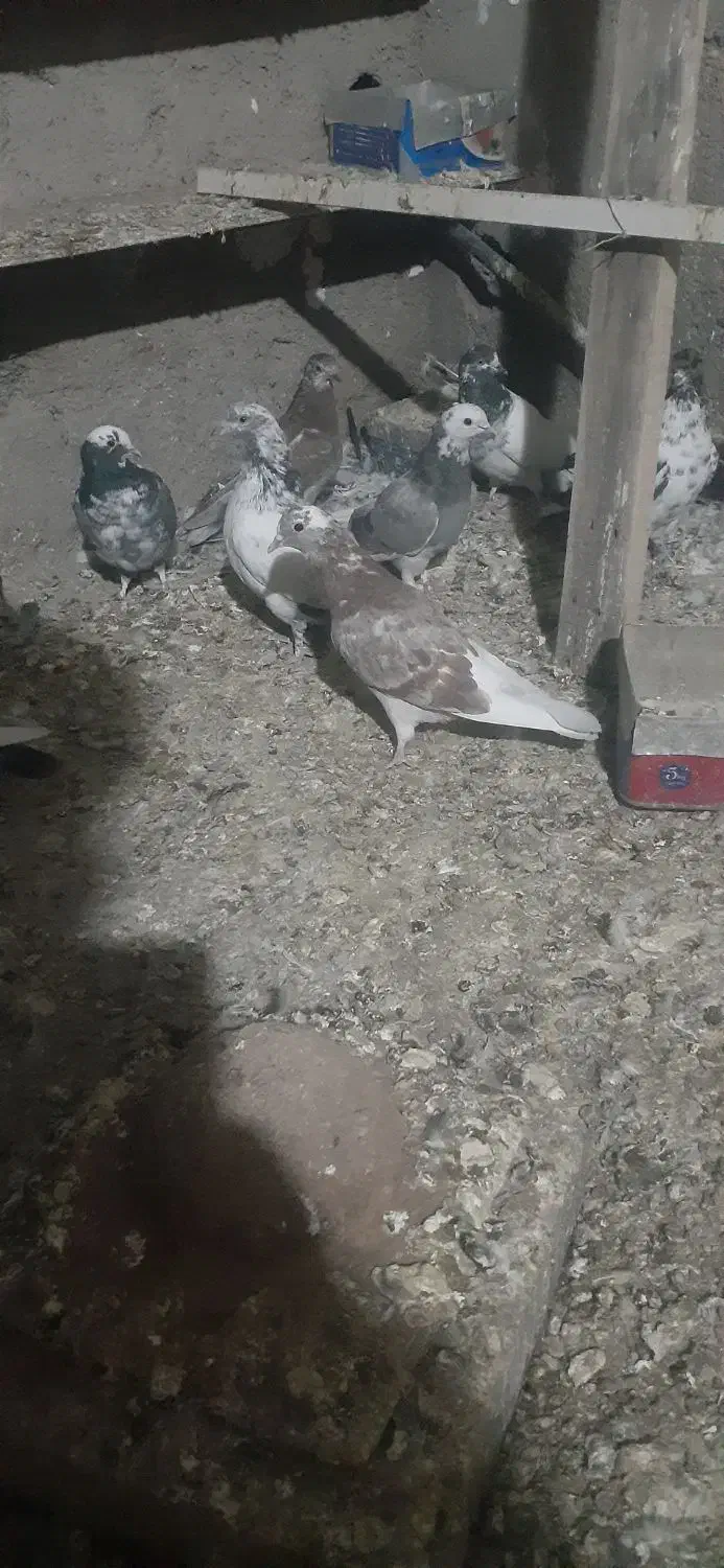 کفتر جوجه|پرنده|شهریار, بکه|دیوار