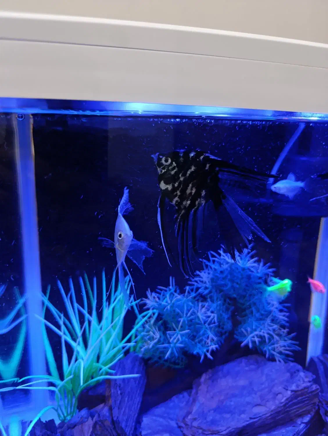 فروش فوری ماهی آنجل|ماهی|کرمان, |دیوار