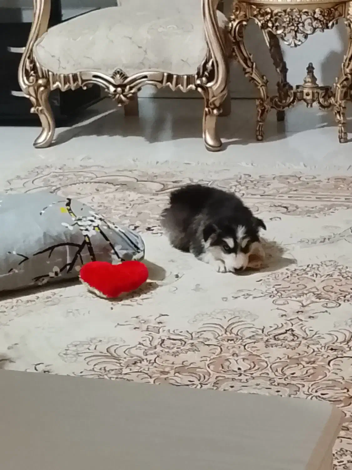 واگذاری توله هاسکی|سگ|ارومیه, |دیوار