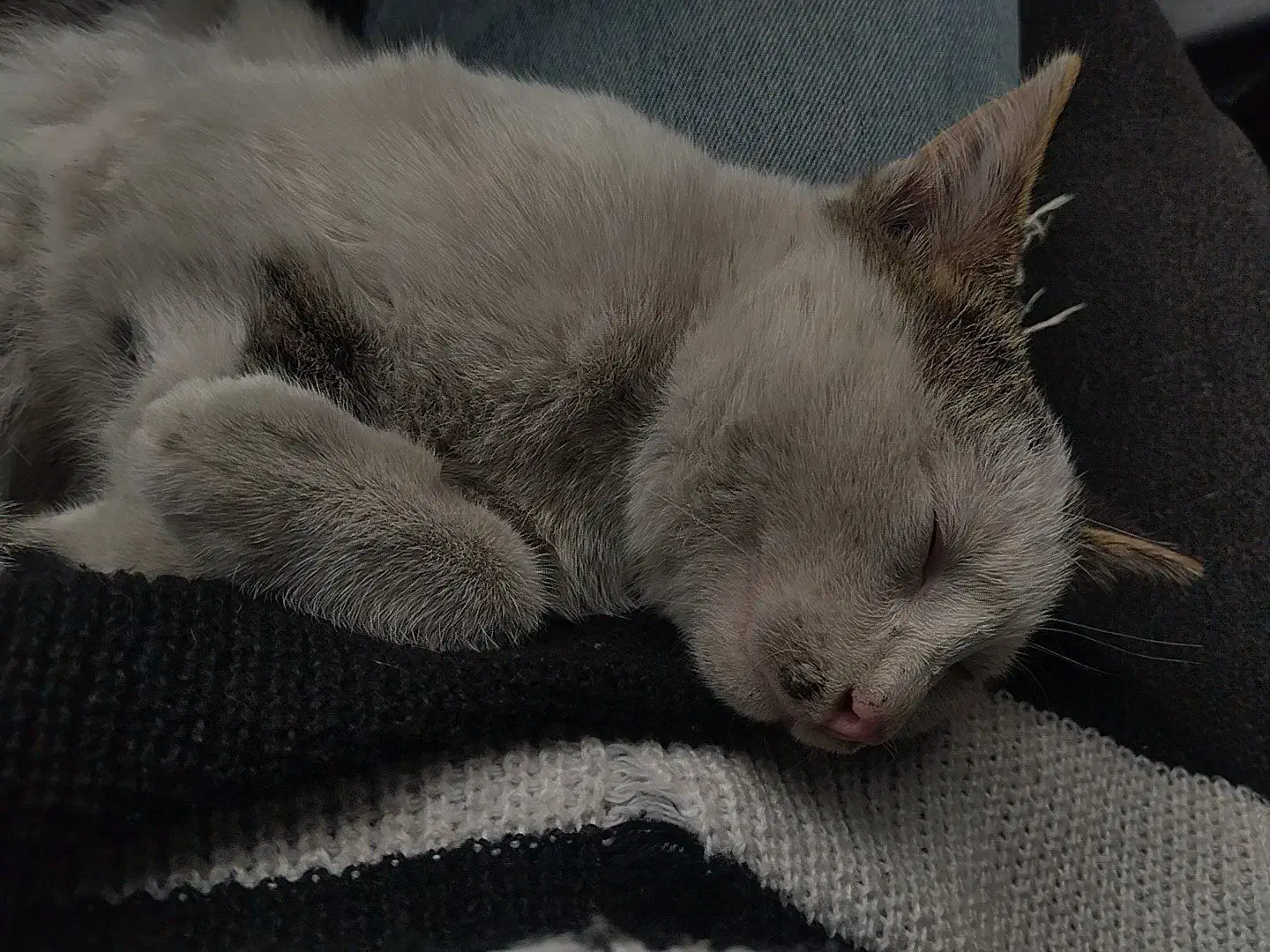 خونه نمیتونم ببرم|گربه|باغستان, |دیوار