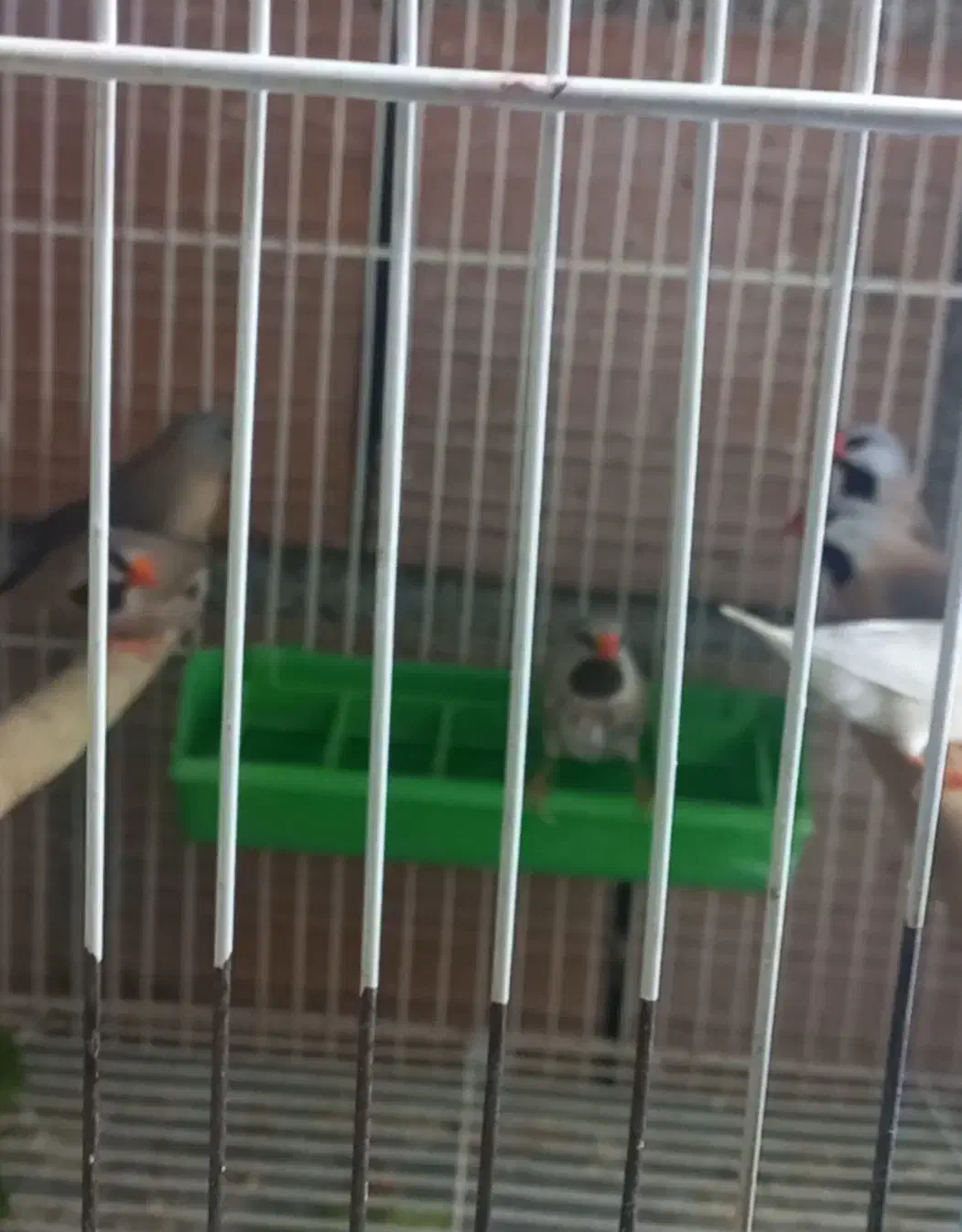 فنچ کرواتی مولد|پرنده|آزادشهر, |دیوار