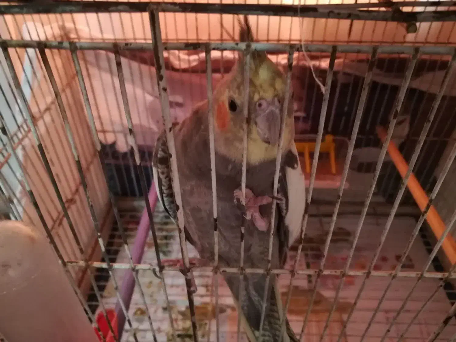 جفت عروس با تخم و جوجه (ارسال به مشهد هم دارم)|پرنده|گلبهار, شهر جدید گلبهار|دیوار