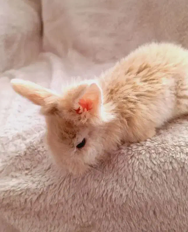 دو تا بجه خرگوش سالم سرحال|موش و خرگوش|میاندوآب, |دیوار