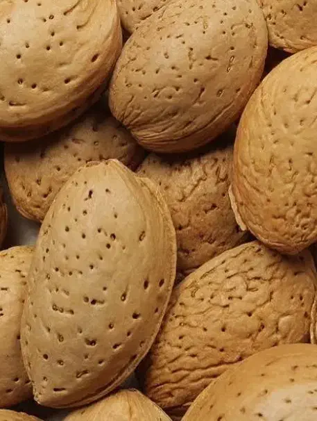 بادام شیرین|خوردنی و آشامیدنی|شیراز, جانبازان|دیوار