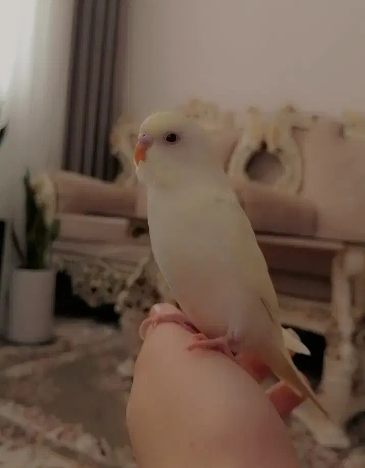 ۳عدد مرغ عشق ۱ونیم ماهه|پرنده|مریوان, |دیوار