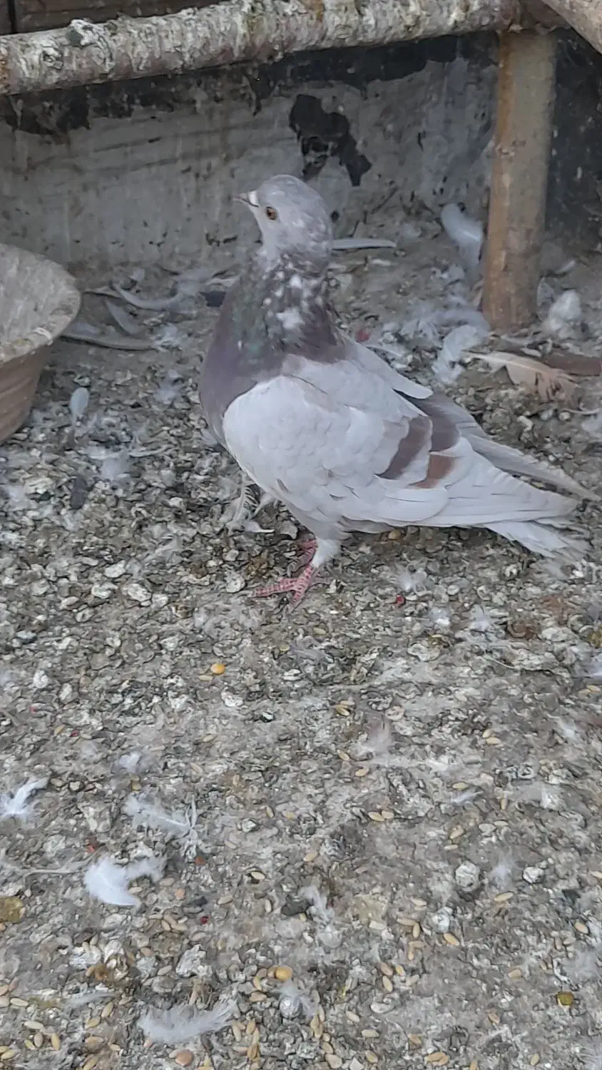 کبوتر گرفتنی پیس خطی چاهی|پرنده|قم, ولیعصر|دیوار