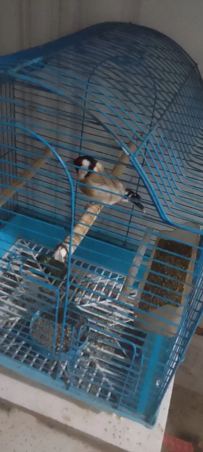 سهره.|پرنده|زرنه, |دیوار