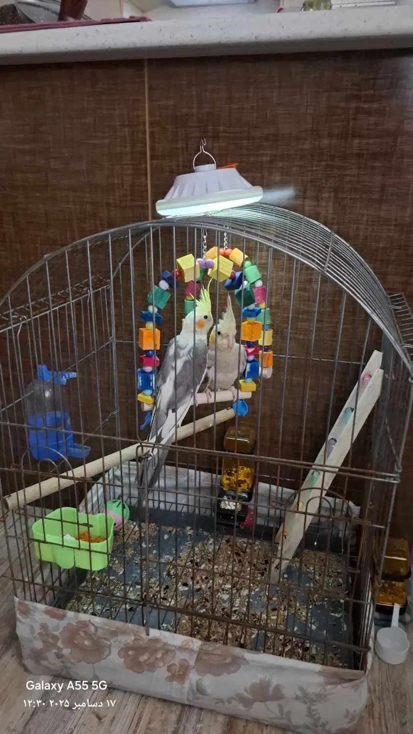 عروس هلندی|پرنده|لاهیجان, کوی آزادگان|دیوار