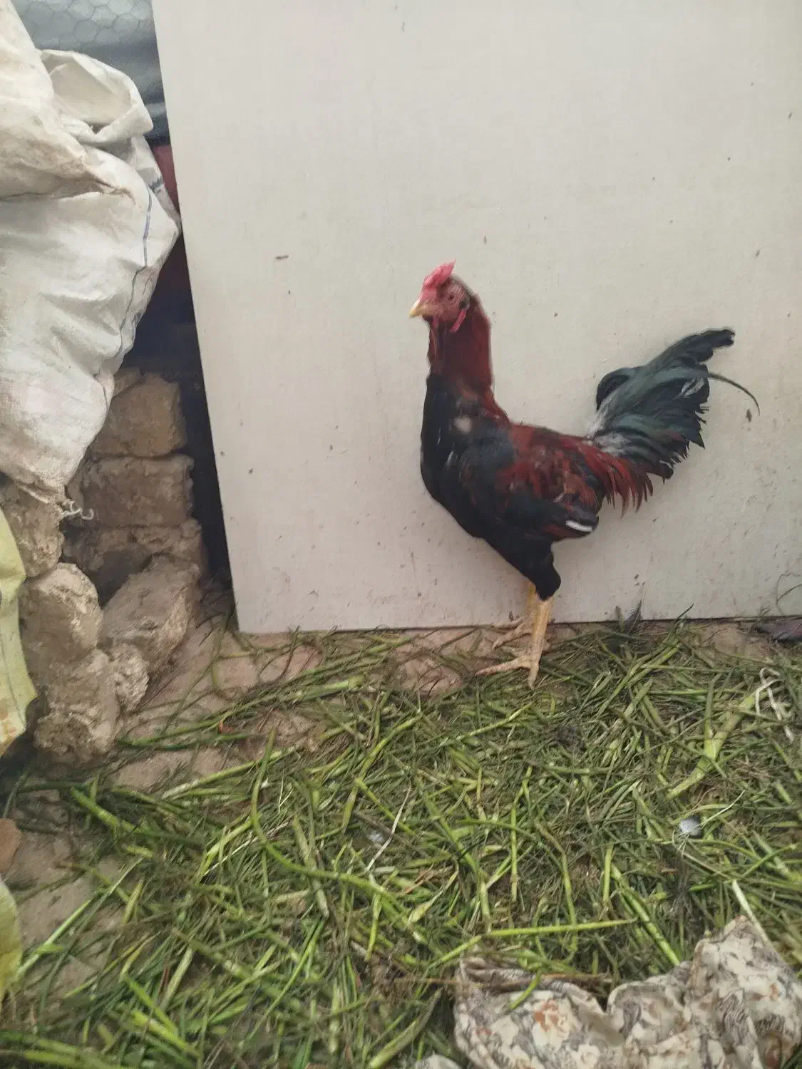 مرغ لاری ۶دنگ خروی لاری|حیوانات مزرعه|مشهد, شهید احمدی روشن|دیوار