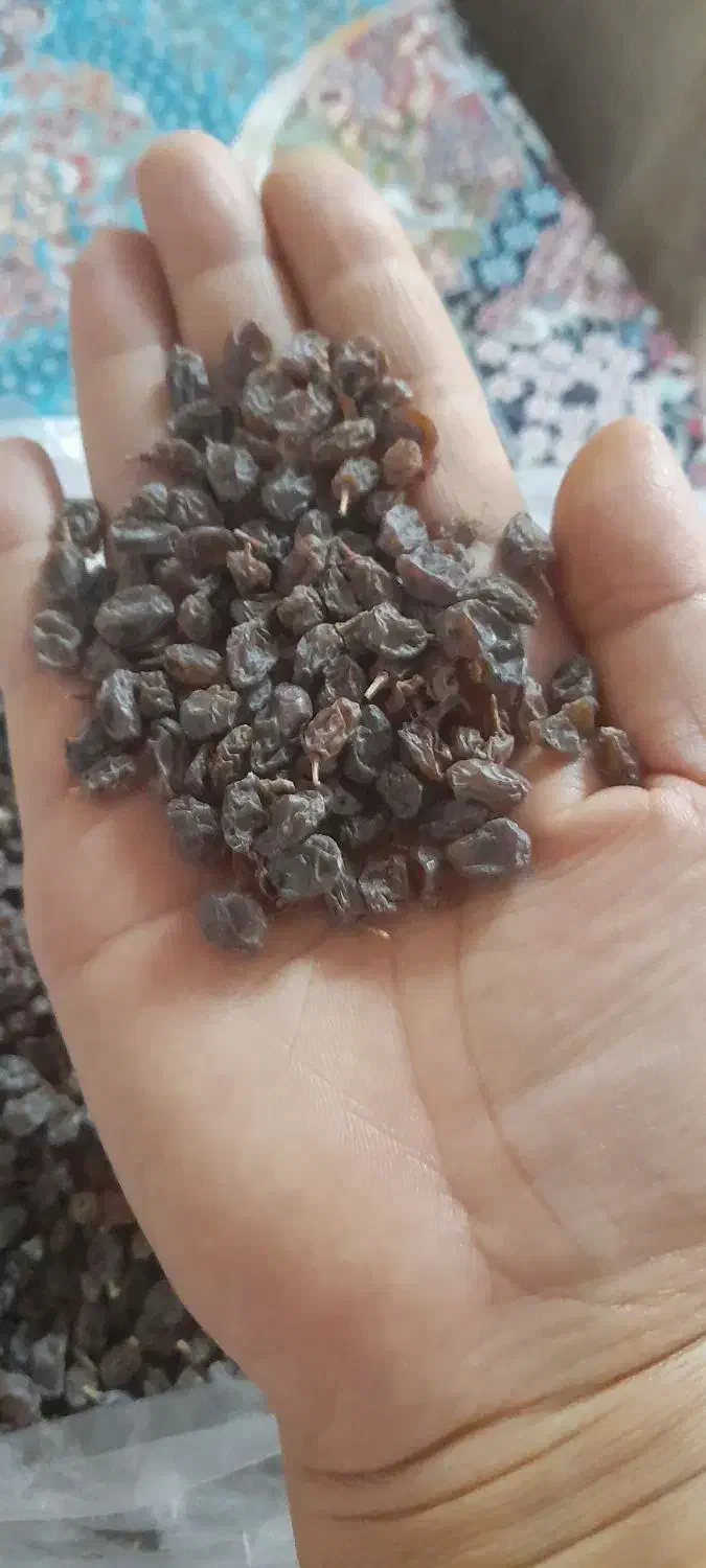 کشمش افتابی|خوردنی و آشامیدنی|قم, ولیعصر|دیوار