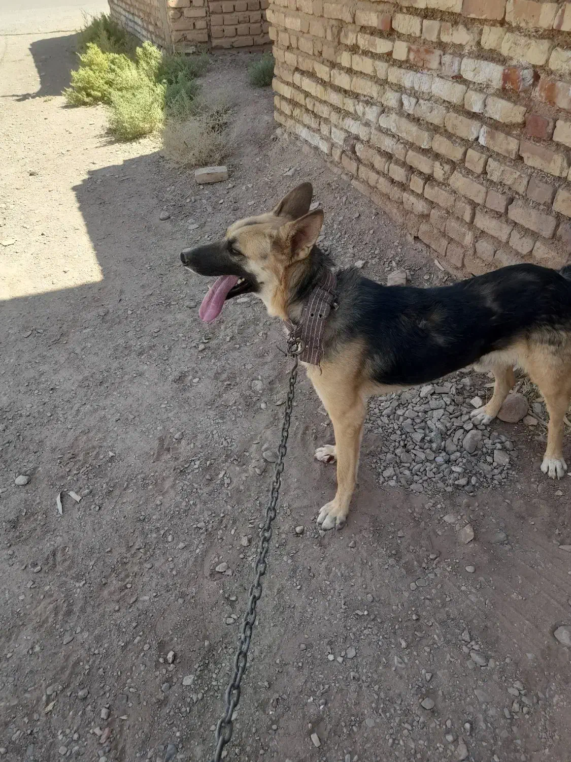 سگ ژرمن|سگ|زرند, |دیوار