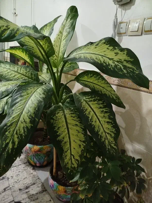 دیفن|گل و گیاه طبیعی|اقبالیه, |دیوار