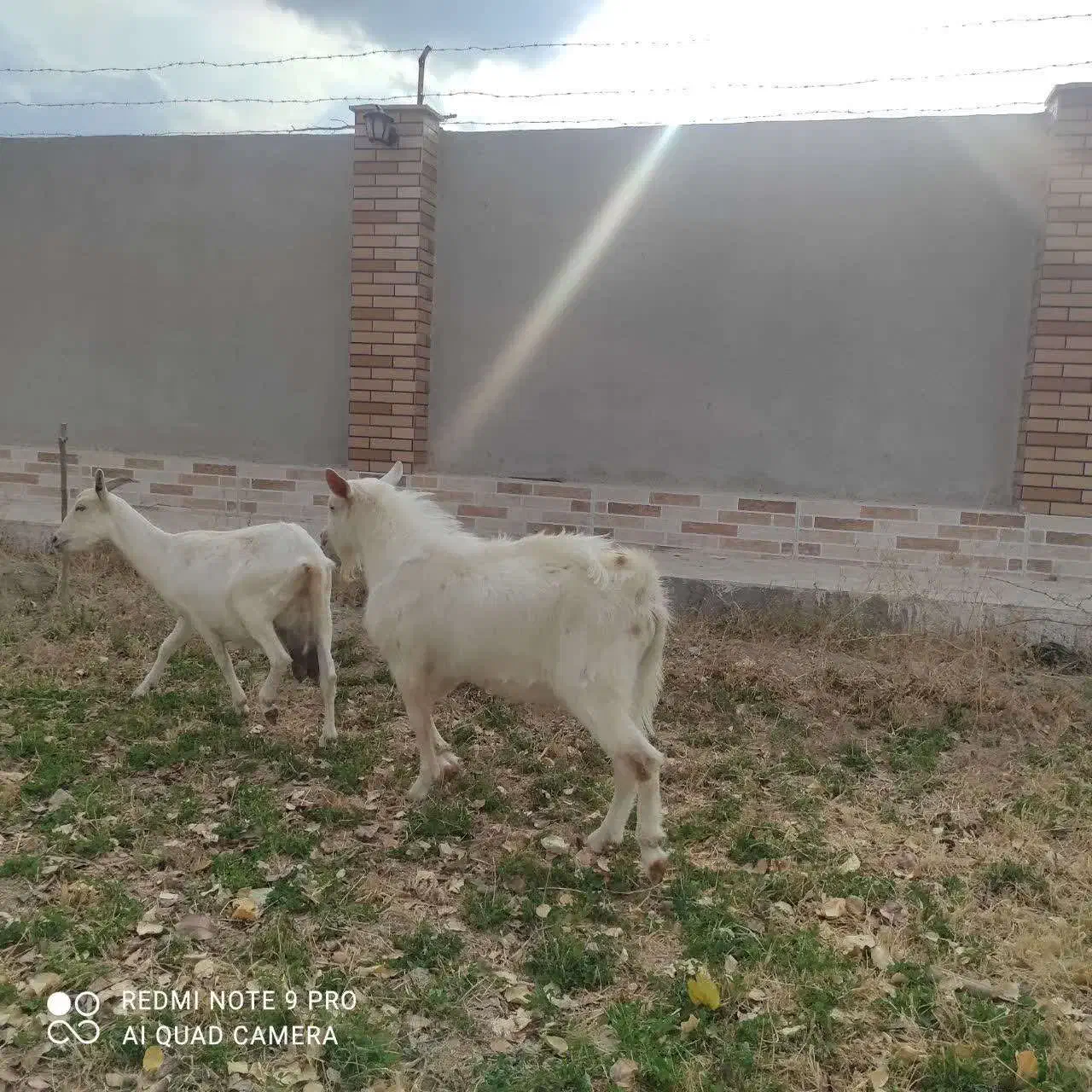 نر بز سانن|حیوانات مزرعه|گناباد, |دیوار