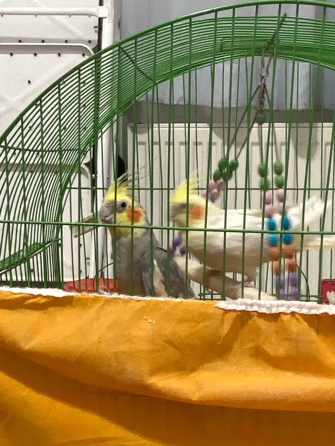 فروش عروس هلندی نر و ماده|پرنده|کرمان, |دیوار