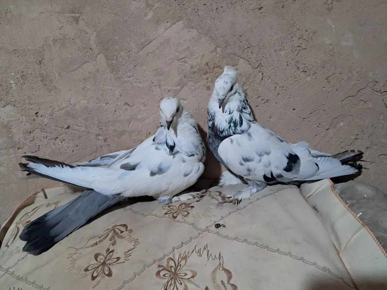 کبوتر پر اصفهانی صداکن|پرنده|لاران, |دیوار