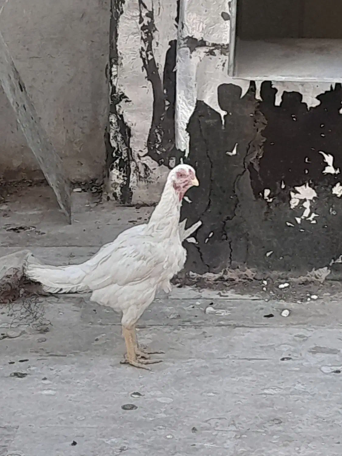 مرغ دورگ لاری|حیوانات مزرعه|قم, کلهری|دیوار