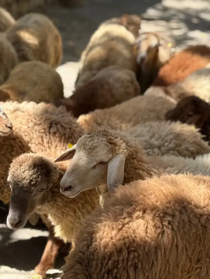 تهران و اطراف با ترازو قصاب اراسال رایگان|حیوانات مزرعه|تهران, گلاب دره|دیوار