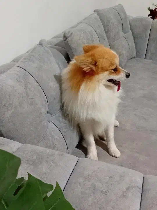 قیمت۲۰ میلیون|سگ|آق قلا, |دیوار