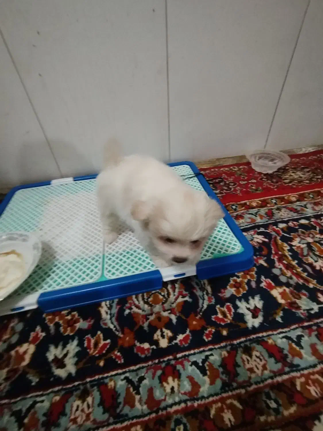 پاکوتاه مینیاتوری|سگ|بناب, |دیوار