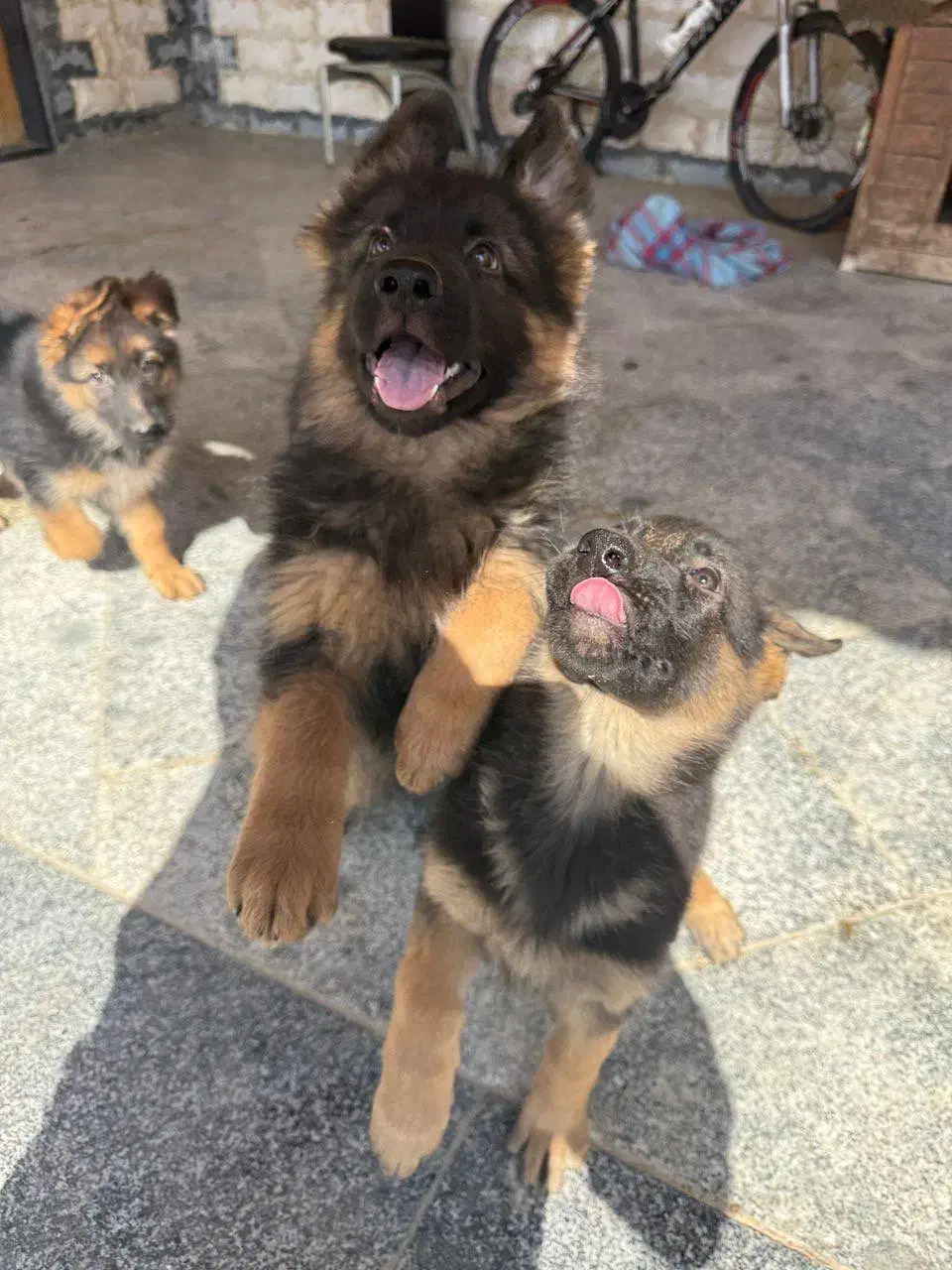 توله ژرمن دوماهه|سگ|چهارباغ, |دیوار