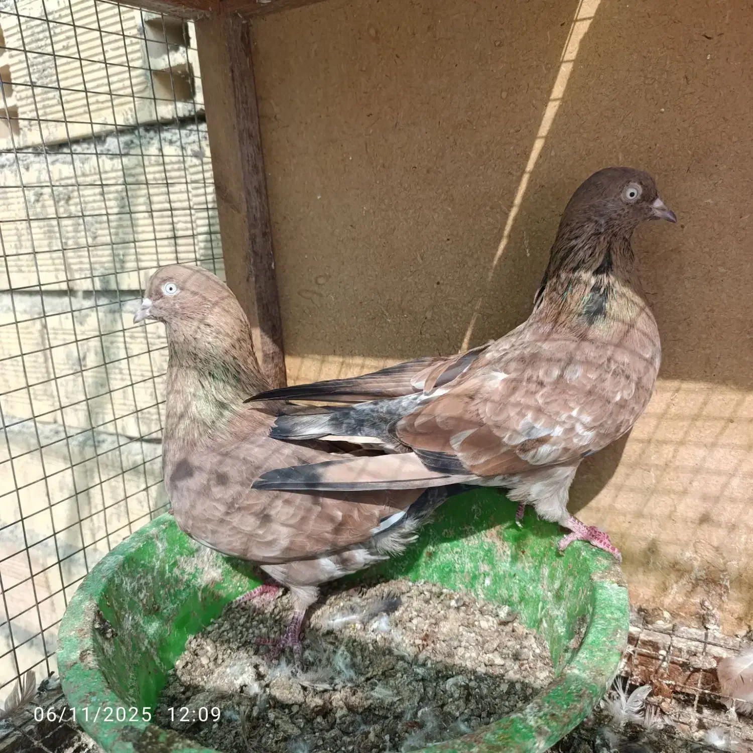 کبوترکلی|پرنده|بندر گناوه, |دیوار