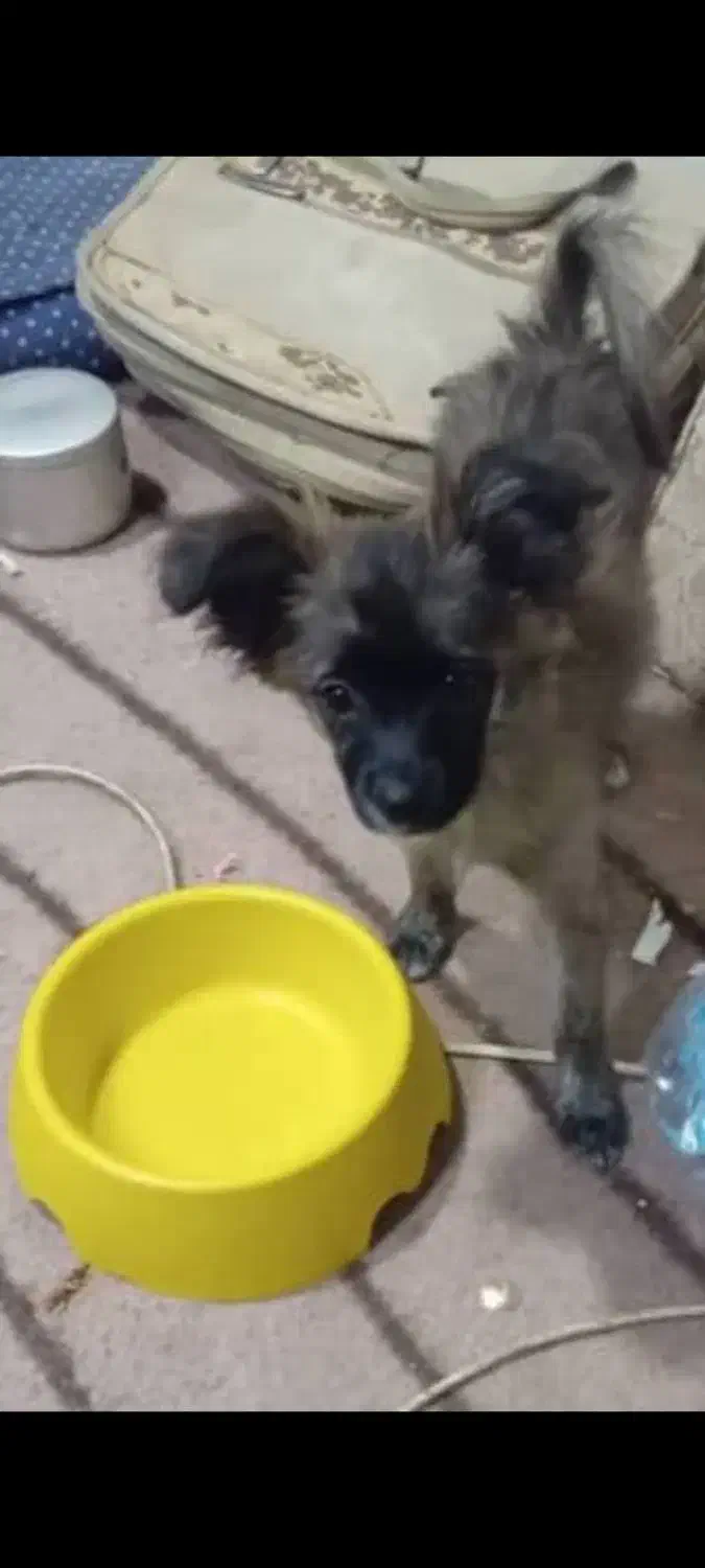 پامر شیواوا|سگ|اندیشه, اندیشه فاز ۴|دیوار