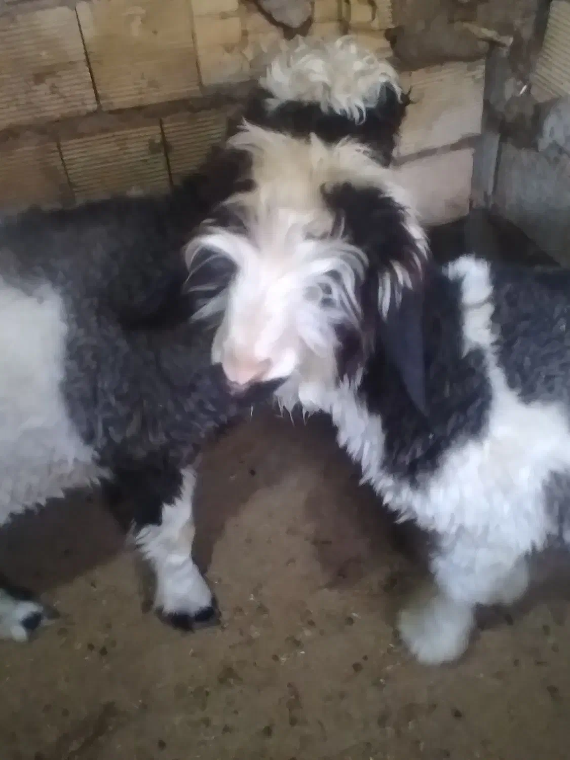 دوتا بره ماده ذات دار هیکلی درشت|حیوانات مزرعه|مسجد سلیمان, |دیوار