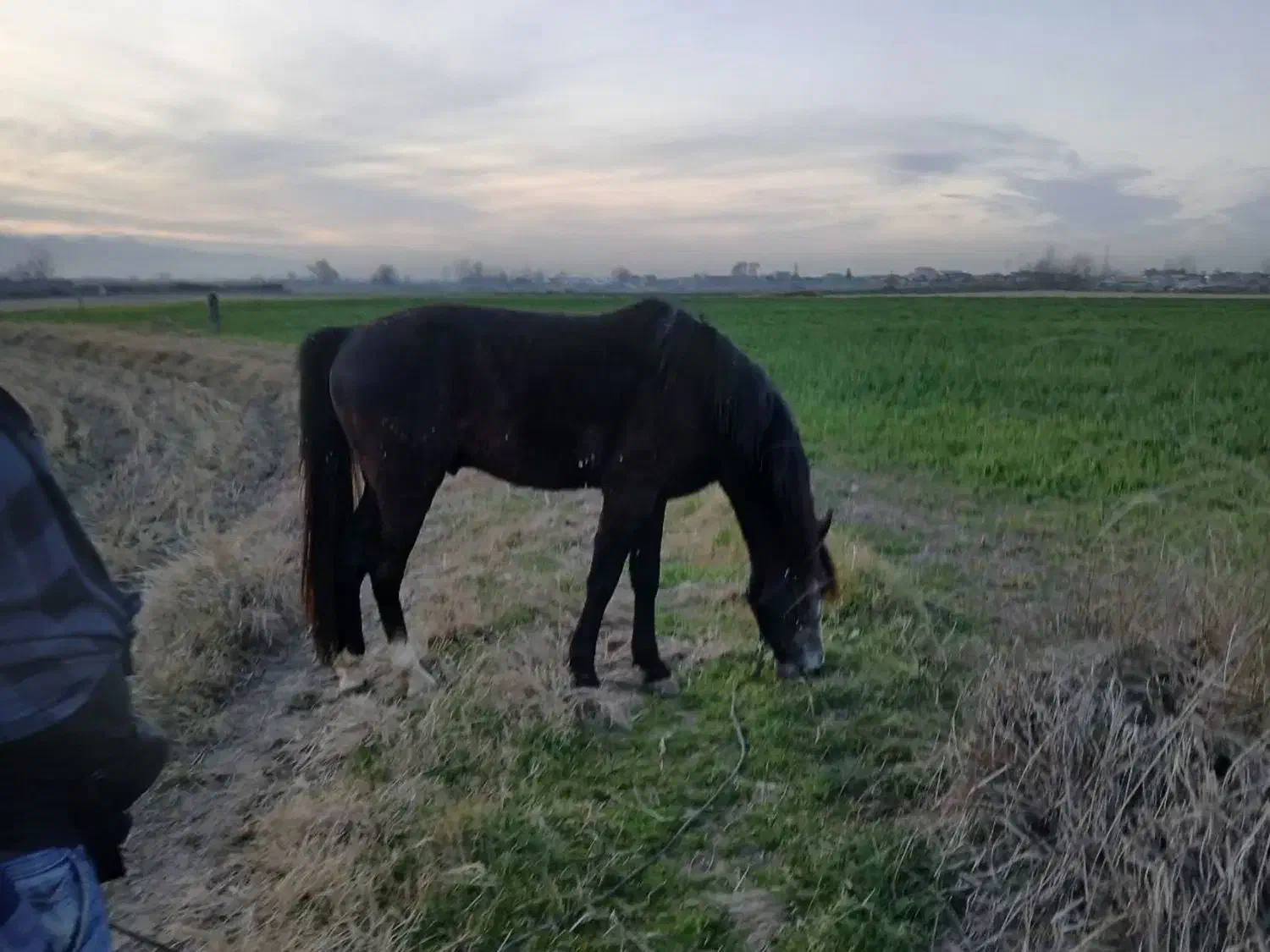 اسب یورقه سردمگیر|اسب و تجهیزات اسب‌سواری|آمل, |دیوار