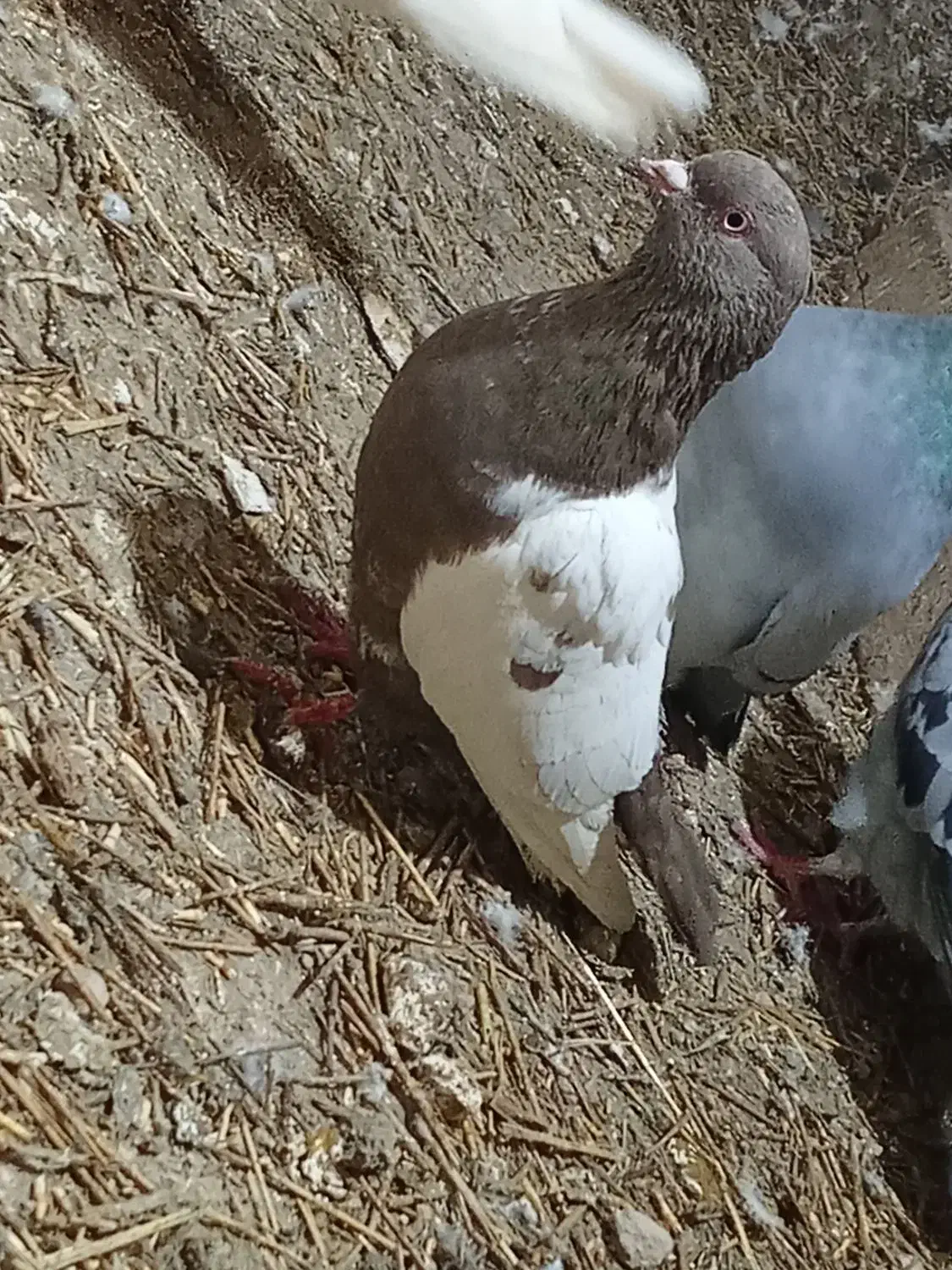 کفتر|پرنده|فاروج, |دیوار