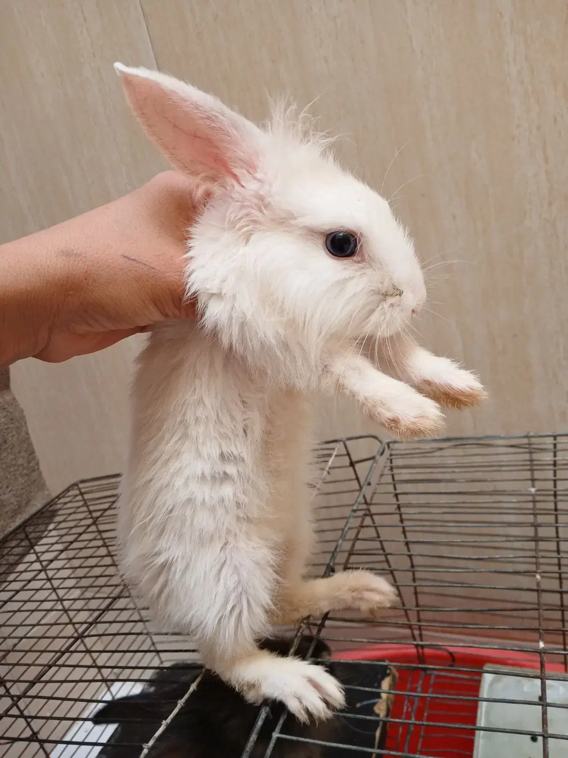 خرگوش چشم دورنگ|موش و خرگوش|قم, شاه ابراهیم|دیوار