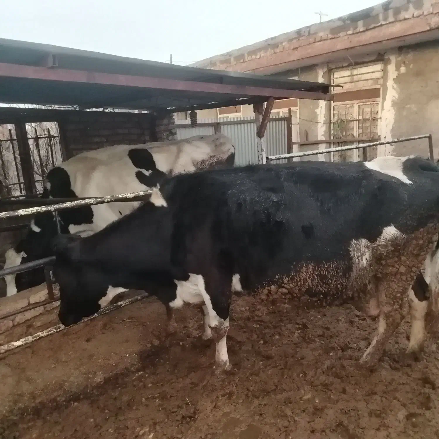 گاو شیری|حیوانات مزرعه|نیشابور, مازول|دیوار