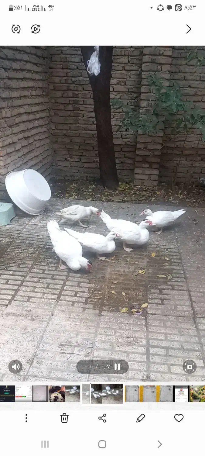 اردک اسرائیلی نر وماده سفید بالغ|حیوانات مزرعه|ساری, |دیوار