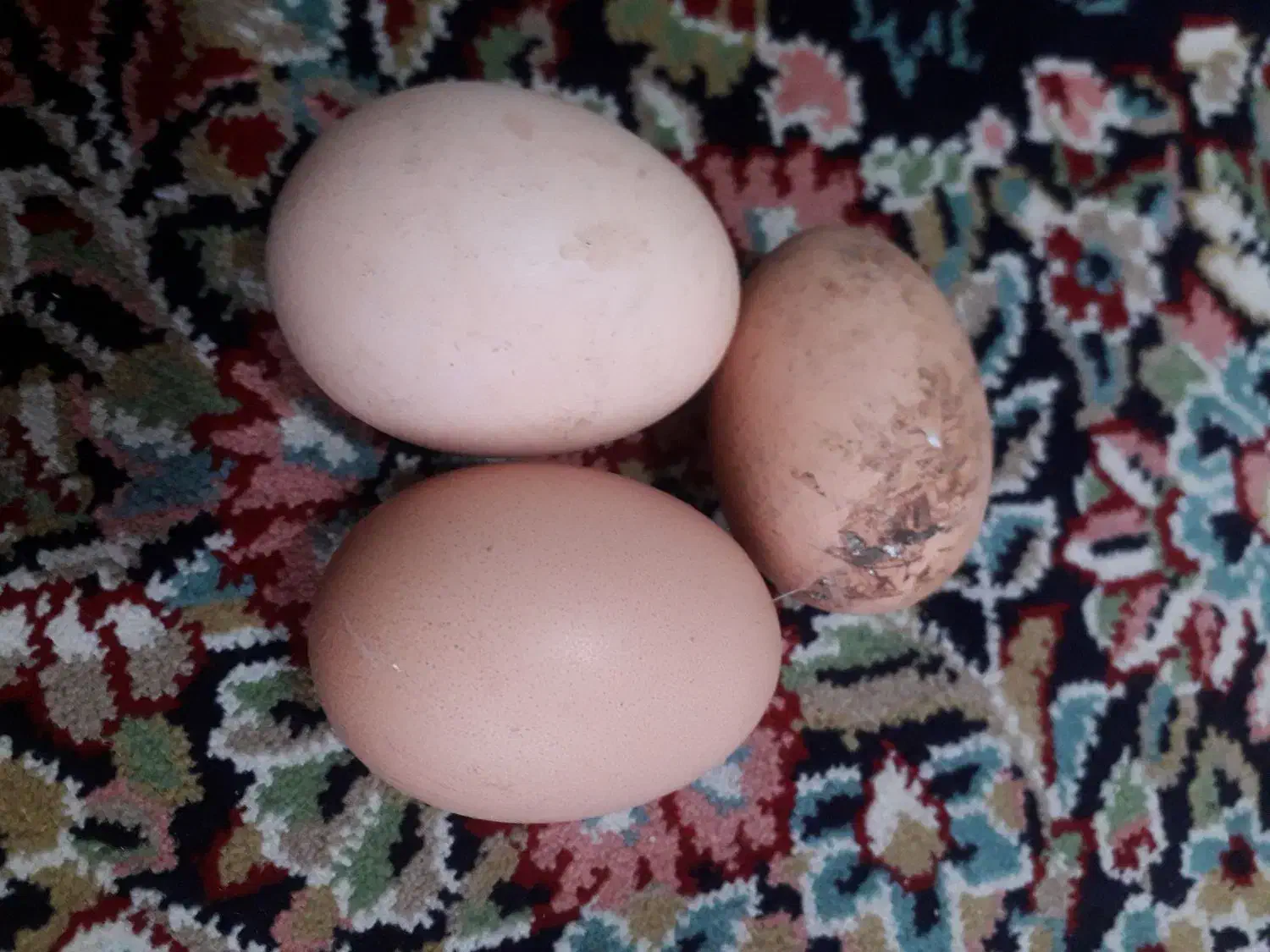 تخم برهما رومانی اصل|حیوانات مزرعه|فاضل آباد, |دیوار