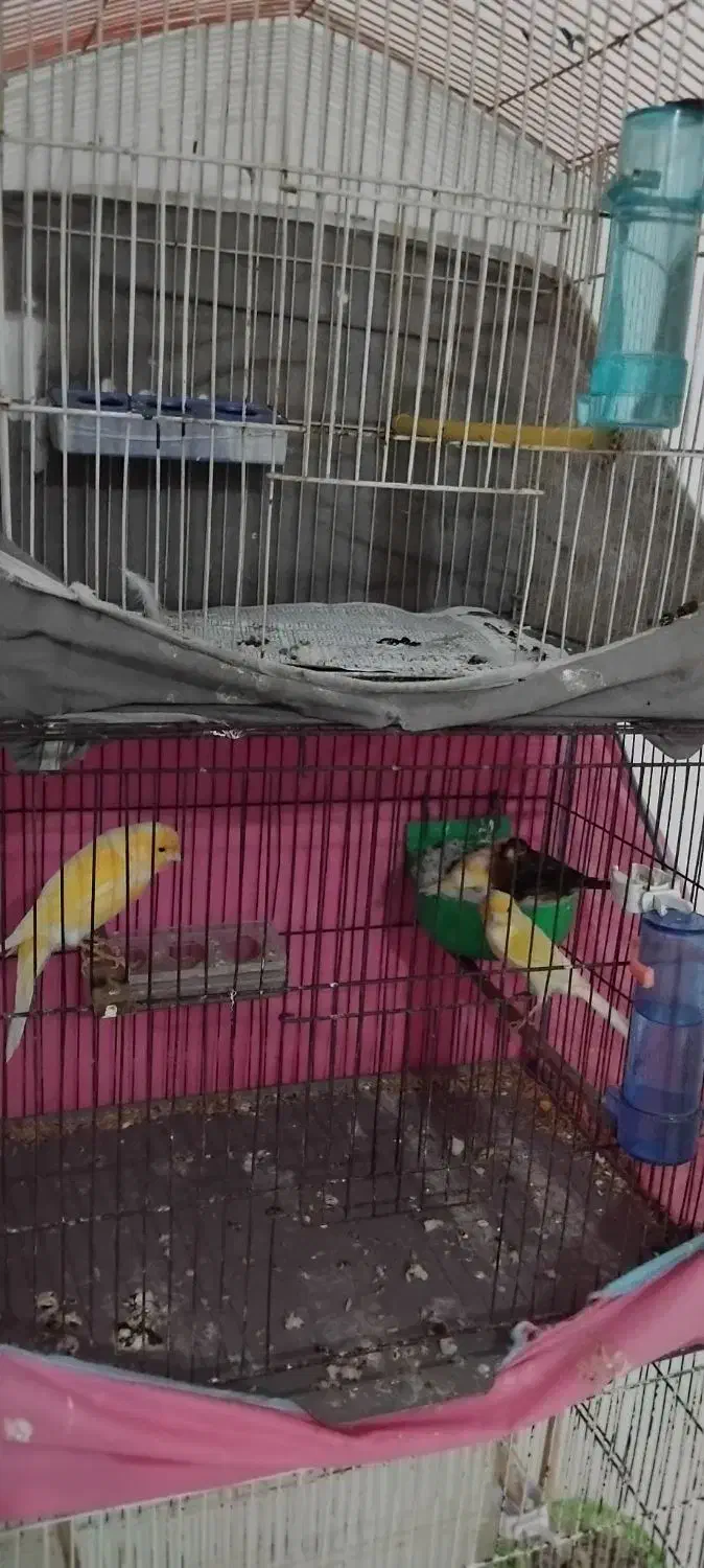 فروش فوری قناری|پرنده|رشت, دروازه لاکان|دیوار