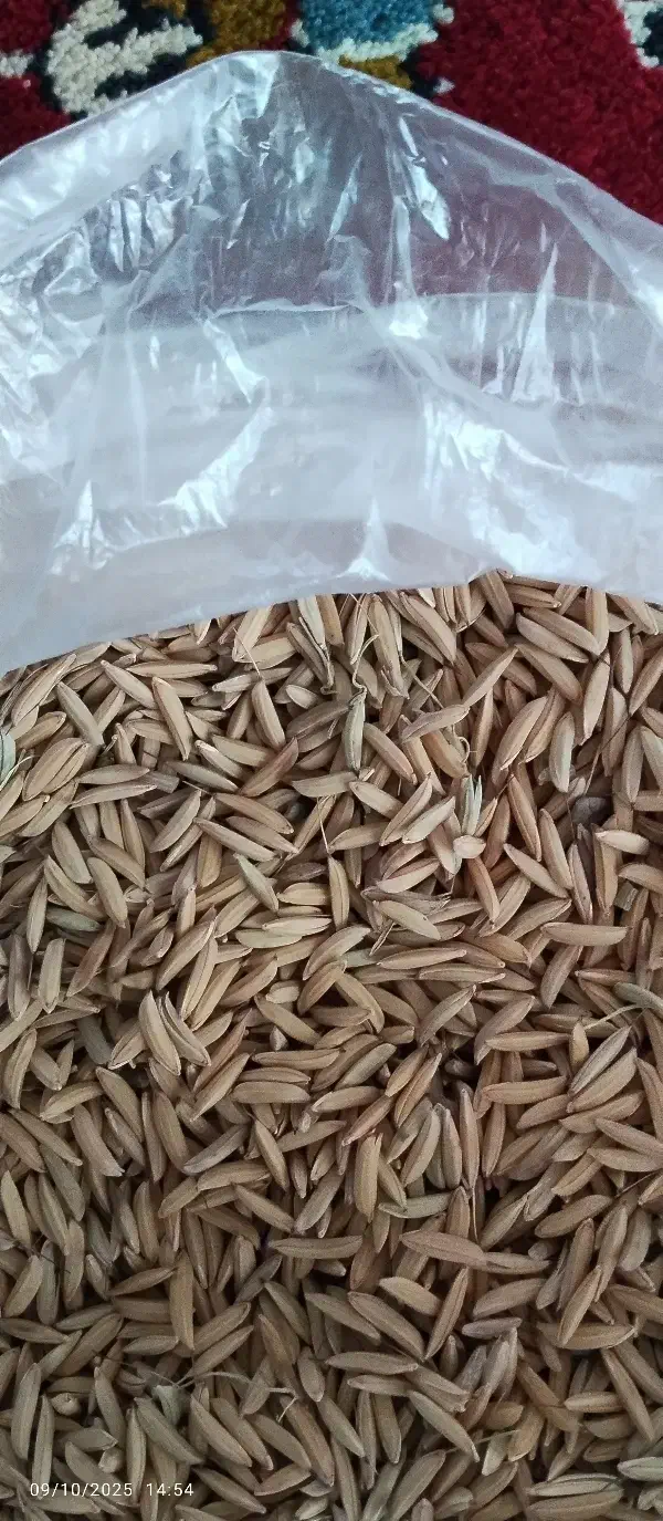 محصولات کشاورزی|عمده‌فروشی|مینودشت, |دیوار