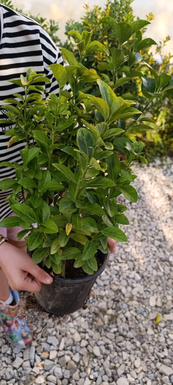 حدود ۲۰۰عدد شمشاد ۳ساله موجوده قیمت ۱۴|حراج|عباسآباد, |دیوار