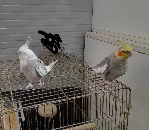 عروس هلندی|پرنده|زرند, |دیوار