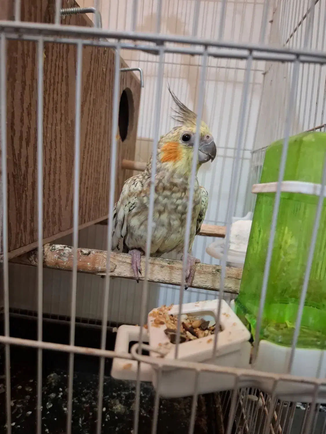 عروس هلندی .قیمت مقطوع۱۲۰۰|پرنده|اندیمشک, |دیوار