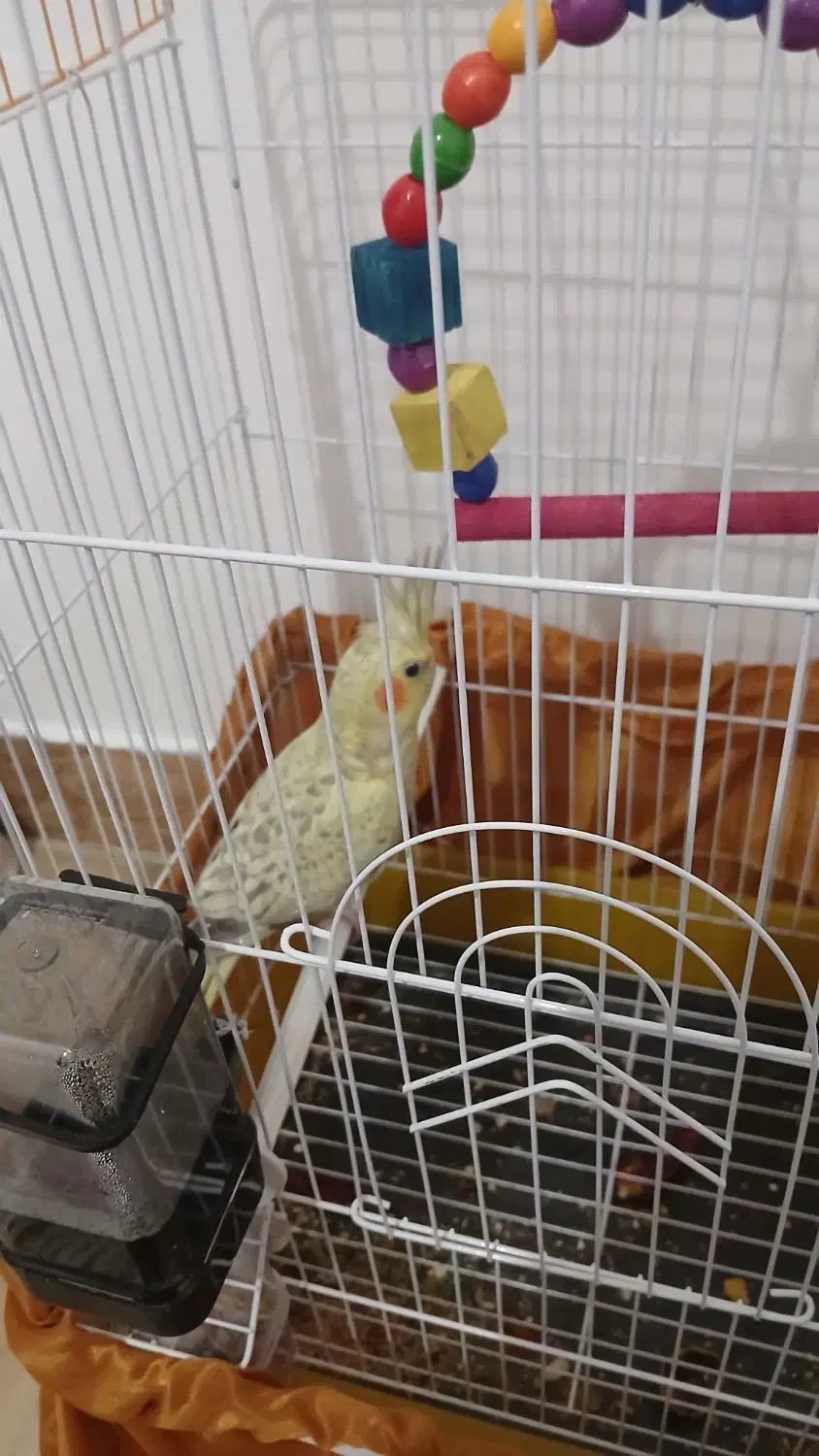 عروس هلندی 4ماهه با فقس|پرنده|سنندج, |دیوار