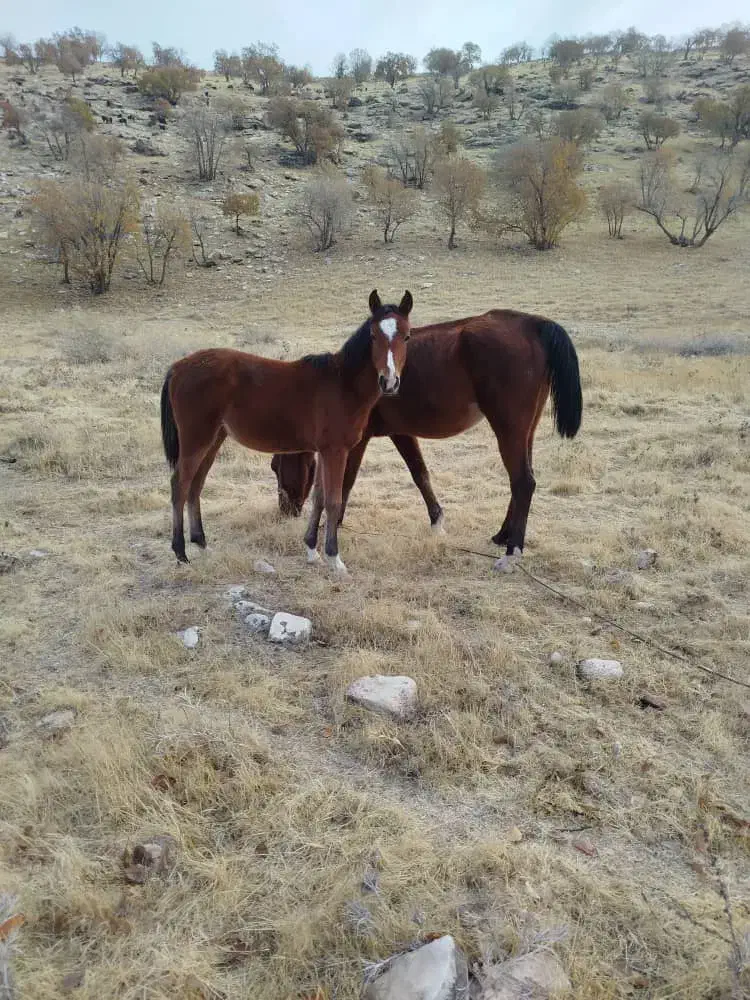 مادیان با کره مادیان|اسب و تجهیزات اسبسواری|درب گنبد, |دیوار