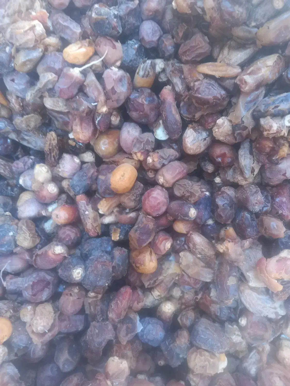 خرما|خوردنی و آشامیدنی|داراب, |دیوار