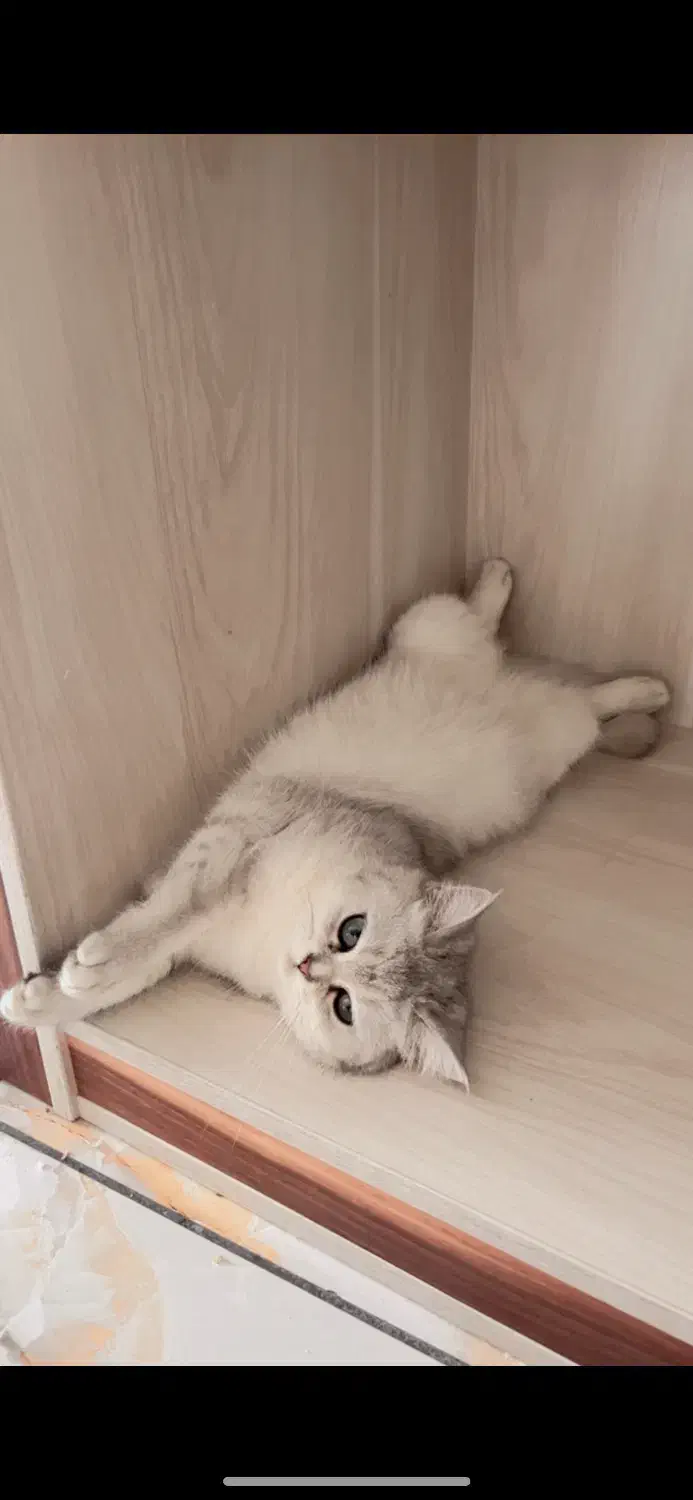 واگذاری گربه برتیش اصیل با شناسنامه|گربه|ارومیه, |دیوار